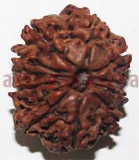11 mukhi 2792 25mm